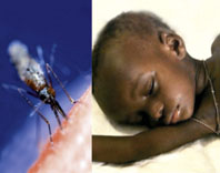 Malaria-Übertragung