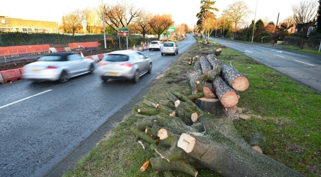 Abholzungen in England: Straßenreisende sollen ungestörten 5G-Empfang haben.