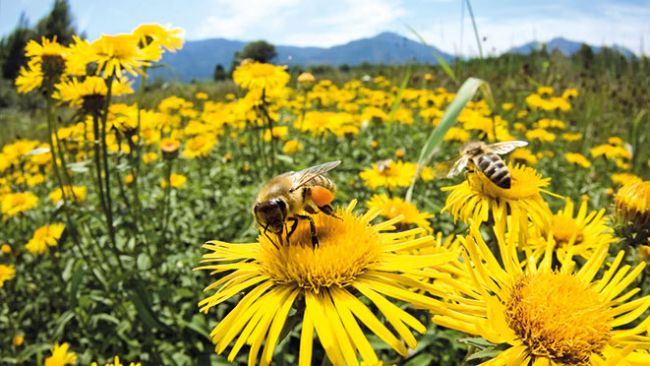 Bienen sind blütentreu und stellen sicher, dass die Pollen zur gleichen Art gelangen.