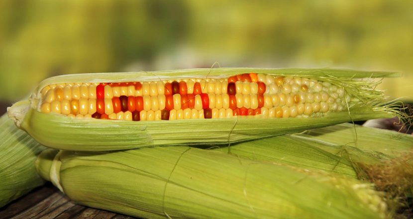GMO-Mais