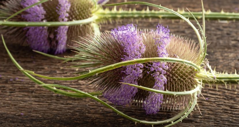 Blüten der Wilden Karte auf einem Holztisch