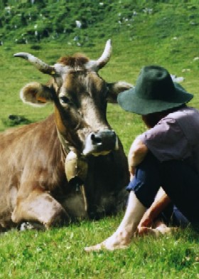 Kuh mit Hörnern