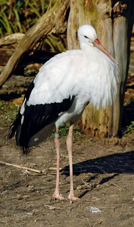 Storch