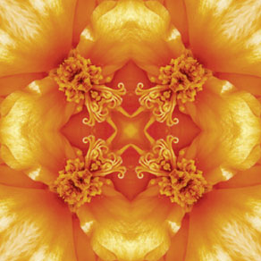 Tagetes