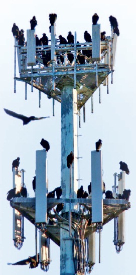 Mobilfunk stört den Vogelzug