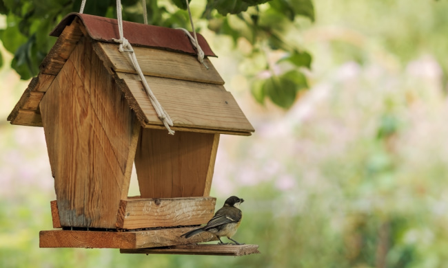 Laut Experten können und sollten Vögel ganzjährig gefüttert werden.