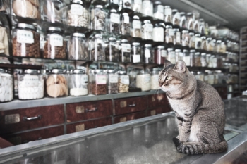 Wird der Verkauf von natürlicher Tiermedizin bald behindert werden?
