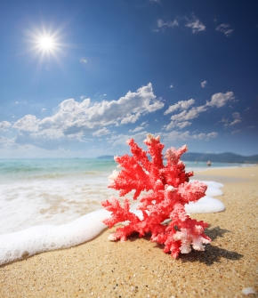 Nur die Sango Koralle aus Okinawa liefert dem Körper das Kalzium in optimal bioverfügbarer Form und im Verbund mit anderen 73 anderen Mineralstoffen und Spurenelementen. 