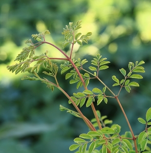 Der Moringa-Baum und seine Blätter werden schon seit Jahrhunderten hoch geschätzt.