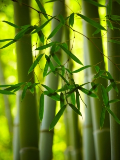 Ohne Silizium wäre Bambus nicht so biegsam und gleichzeitig so stark.