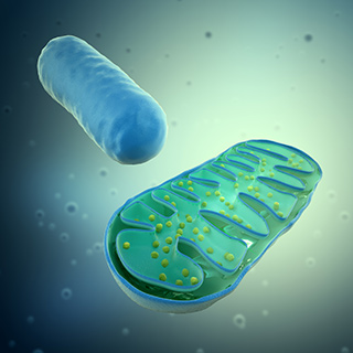 Die Mitochondrien in unseren Zellen sind ein essentieller Bestandteil unseres Immunsystems.