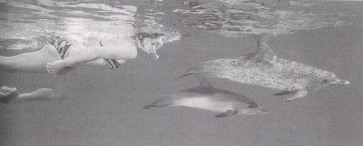Delphin-Schwimmen