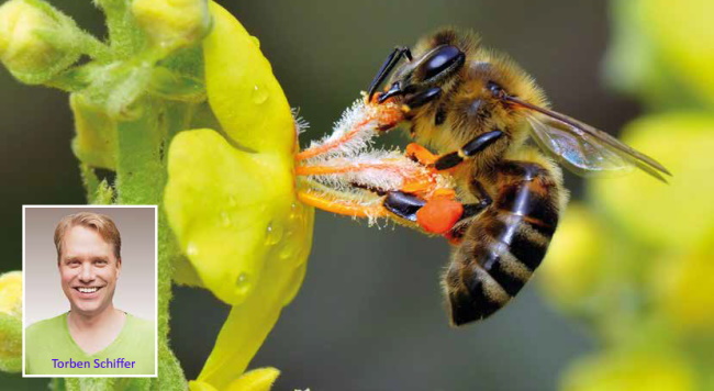 Bienen: die wohl wichtigste Tierart auf dem Planeten. Grund genug, sie endlich artgerecht zu halten!