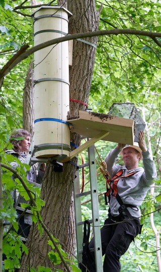 Der Schiffer-Tree imitiert das natürliche Habitat der Bienen. Bienenfreunde stellen sich ihn in den Garten (Infos: www.beenature-project.com). Im Wald bietet er Lebensraum für die arg bedrängten Wildbienen.