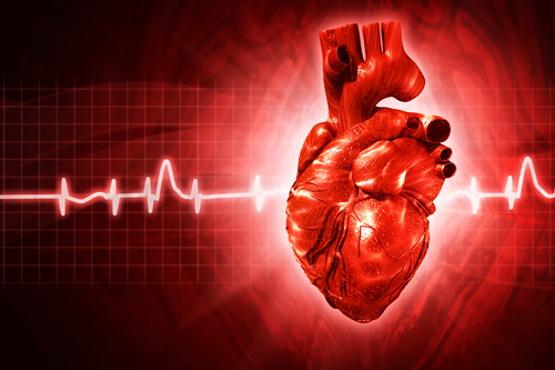 Das Herz – wichtigstes und leistungsfähigstes Organ unseres Körpers.
