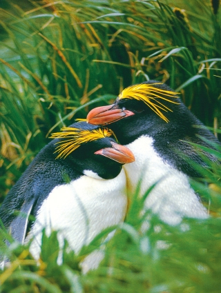 Ob sie schwer verliebt sind, diese beiden Macaroni-Pinguine? Das hübsche Paar ruht sich ein wenig vom Nestbau aus.