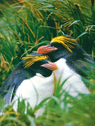 Ob sie schwer verliebt sind, diese beiden Macaroni-Pinguine? Das hübsche Paar ruht sich ein wenig vom Nestbau aus.