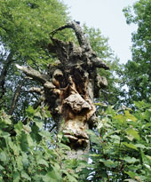 Naturgeister