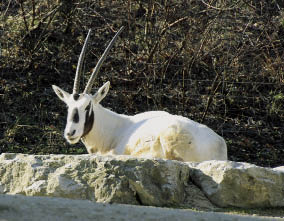 Oryx-Antilope