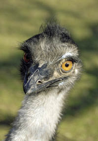 Emu