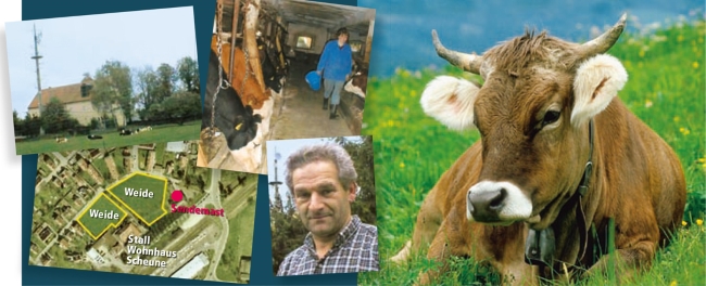 Qualvoll eingegangen: Seit dem Bau eines Mobilfunkmastes verenden dem Bauern Friedrich Stengel die Kühe reihenweise.