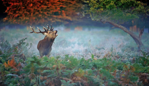 Schluss mit der Jagd