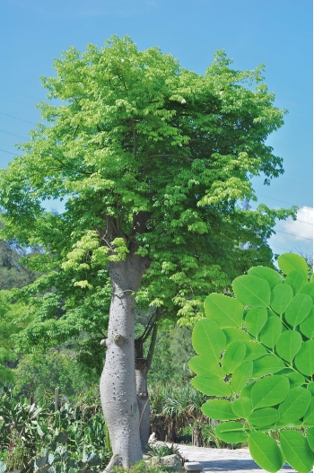 Der 'Wunderbaum' Moringa