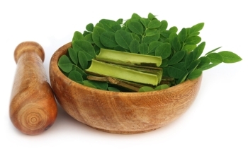 Vergnügtes Kauen: Alles an Moringa ist essbar.