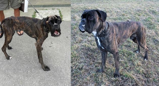 Dank MOMO-Produkten überlebt: Boxerhund Gismo todkrank und zum Gerippe abgemagert (links) und wenige Monate nach Behandlungsbeginn wieder gesund und munter (rechts).