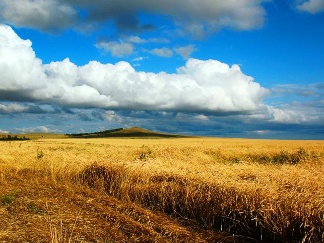 Die riesigen Agrarflächen des größten Landes der Erde sollen gentechnikfrei bleiben und vermehrt ökologisch bewirtschaftet werden.