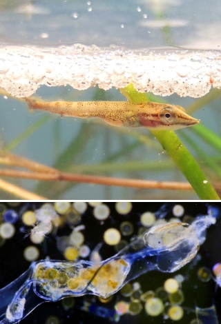 Mikroplastik in Gewässern gefährdet den Fischlaich und wird vom Plankton aufgenommen (so verschlang der Planktonwurm [Bild unten] ein 3 mm langes Plastikpartikel).