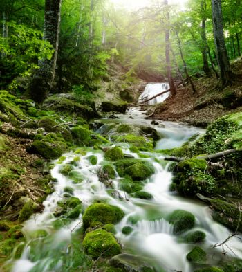 Der Wald produziert nicht nur den für uns lebenswichtigen Sauerstoff, sondern ist auch die Wiege des Wassers. Jeder Baum zieht viele Tausend Liter Wasser aus dem Boden, die sonst in unerreichbare Tiefen absinken würden.