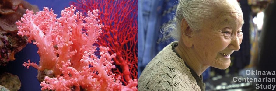 Eine Koralle und das lange Leben: Man machte sogar eine Studie mit Hundertjährigen auf Okinawa.