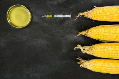 GMO GMO