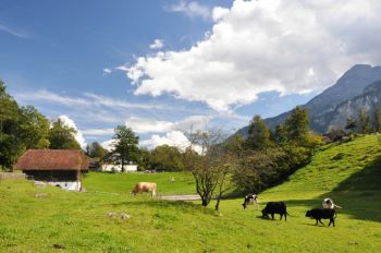 Schweizer Bauern